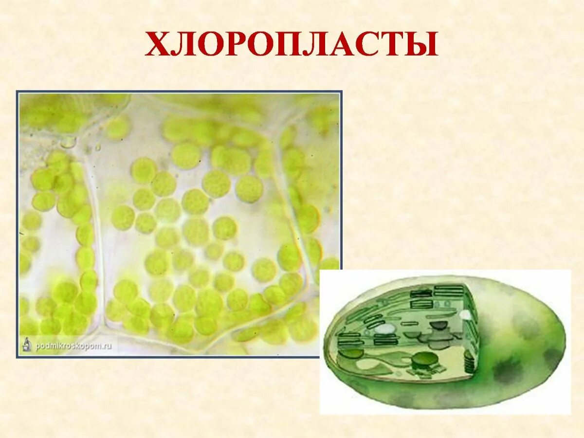 В каких клетках листа расположены хлоропласты. Строение хлоропласта. Хлоропласт рисунок. Хлоропласт фото. Коричнево жёлтые хлоропластами.