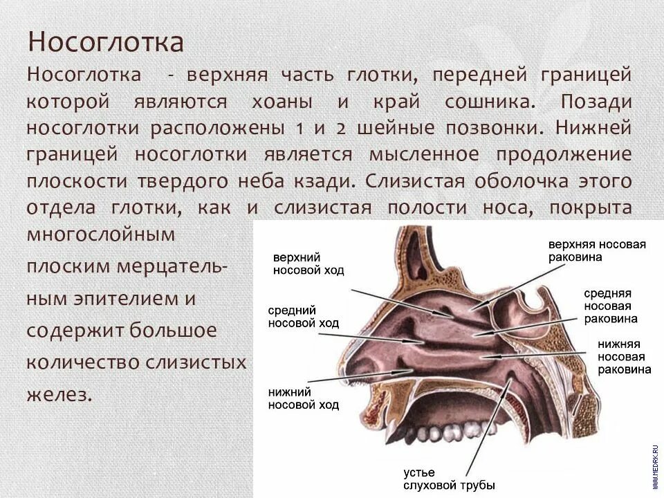 Носоглотка сообщается с полостью носа. Полость носа анатомия строение и функции. носовая полость строение хоаны. полость носа ротоглотка носоглотка. строение носовой полости и носоглотки.