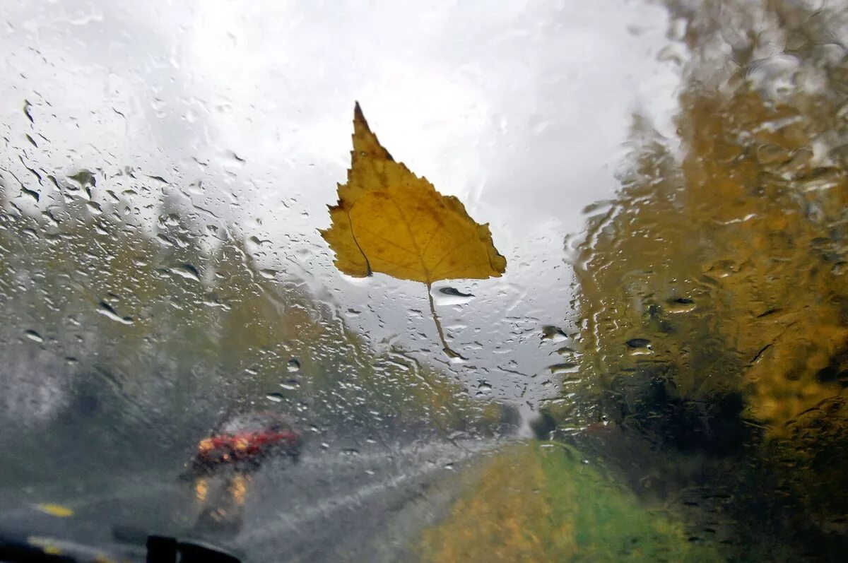 Дождливая осень. Дождь осенью. Дождливый сентябрь. Осенний ливень. В начале погода была дождливой