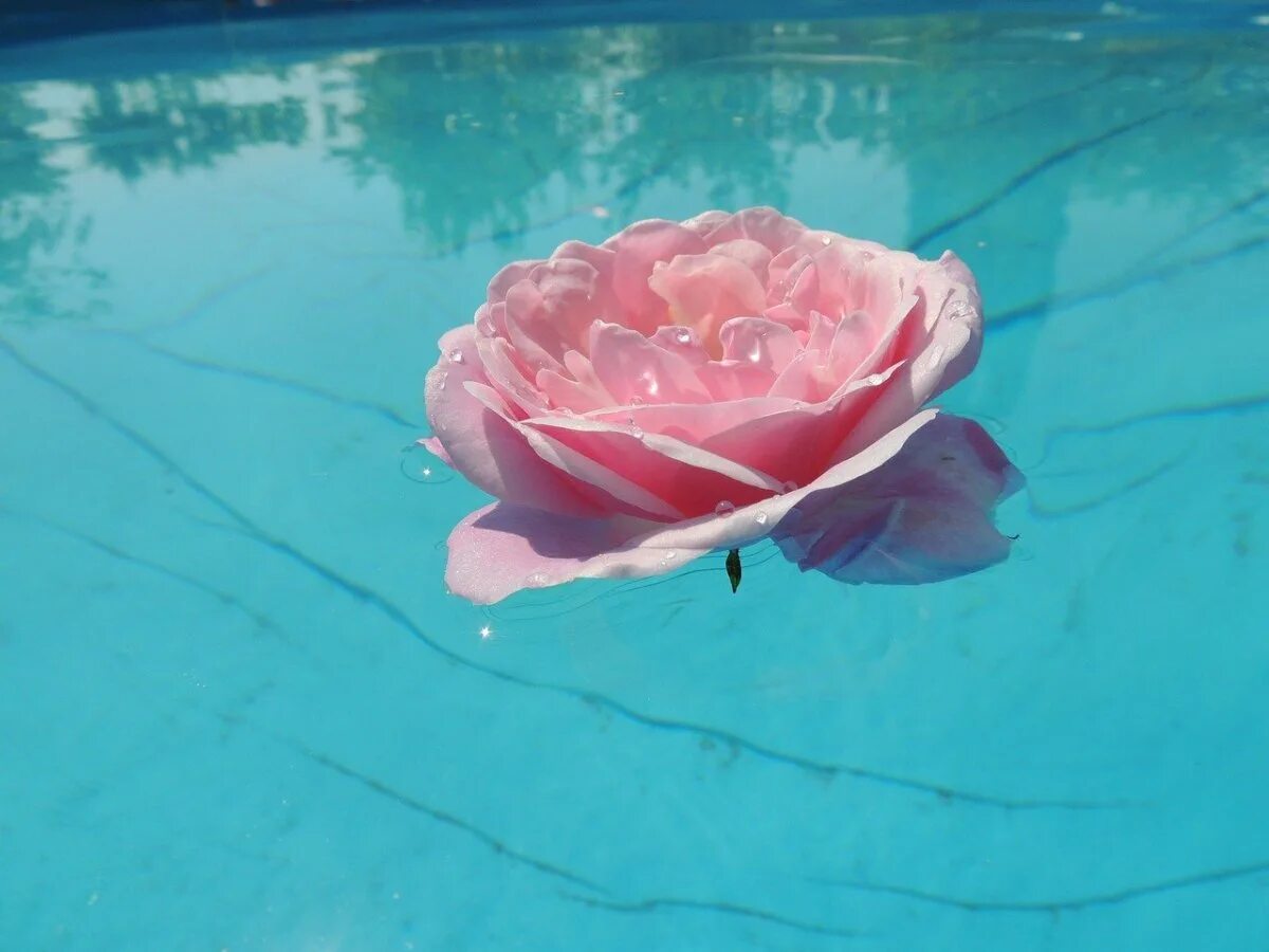Розово голубые картинки. Розы в воде. Эстетика розового и голубого. Лепестки цветов на воде. Розовые розы в воде.