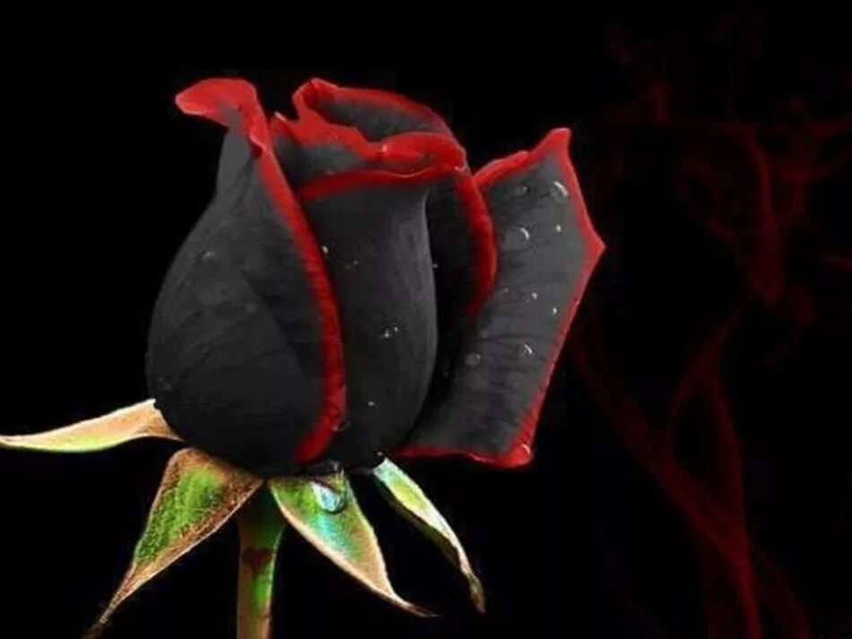 Блэк Роуз ред Роуз. Красивые черные цветы.