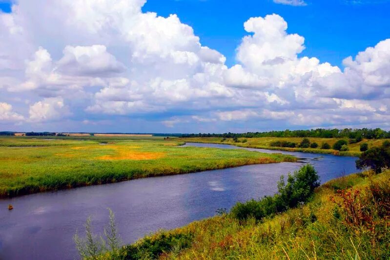 Каневская украина. Каневская станица природа. Станица Каневская Краснодарский край. Река в ст.Каневской Краснодарский край. Природа Краснодарского края Каневской район.