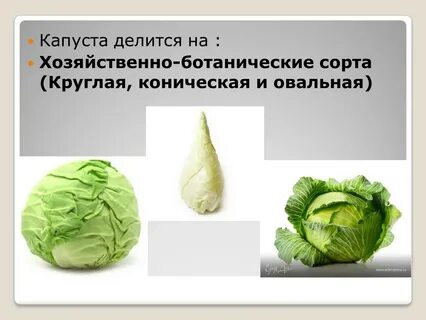Какие есть названия капусты