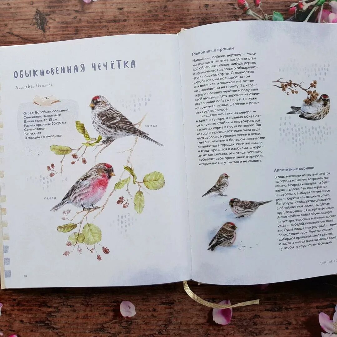Читать книгу птичка