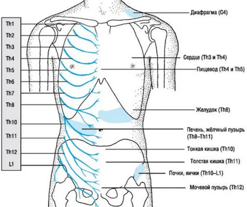 Левая сторона 11. Расположение нервов на ребрах. Боль в межреберье. Болевые точки на ребрах.