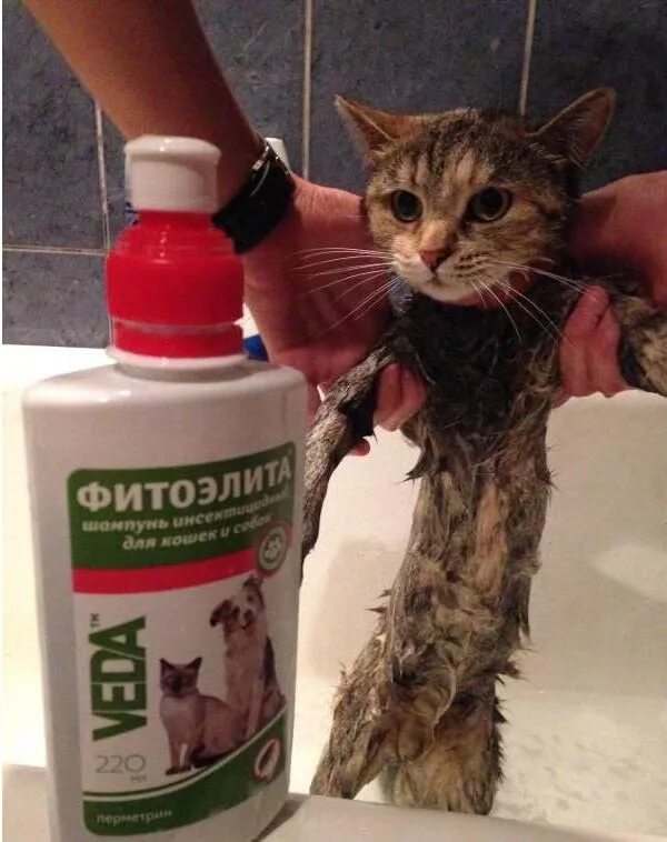 Шампунь от блох для кошек какой лучше. Шампунь для котят. хороший шампунь для кошек. противоблошиное средство для кошек.