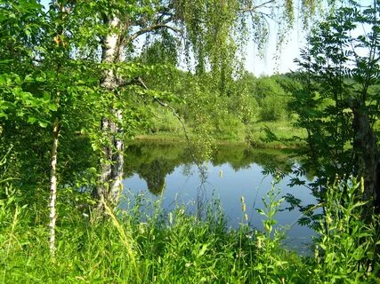 Выходит к березе