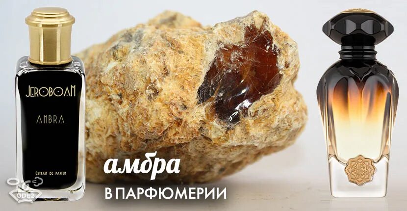 Амбра описание. Амбра и мускус. Амбра в парфюмерии. Амбра и мускус в парфюмерии. Амбра для духов.