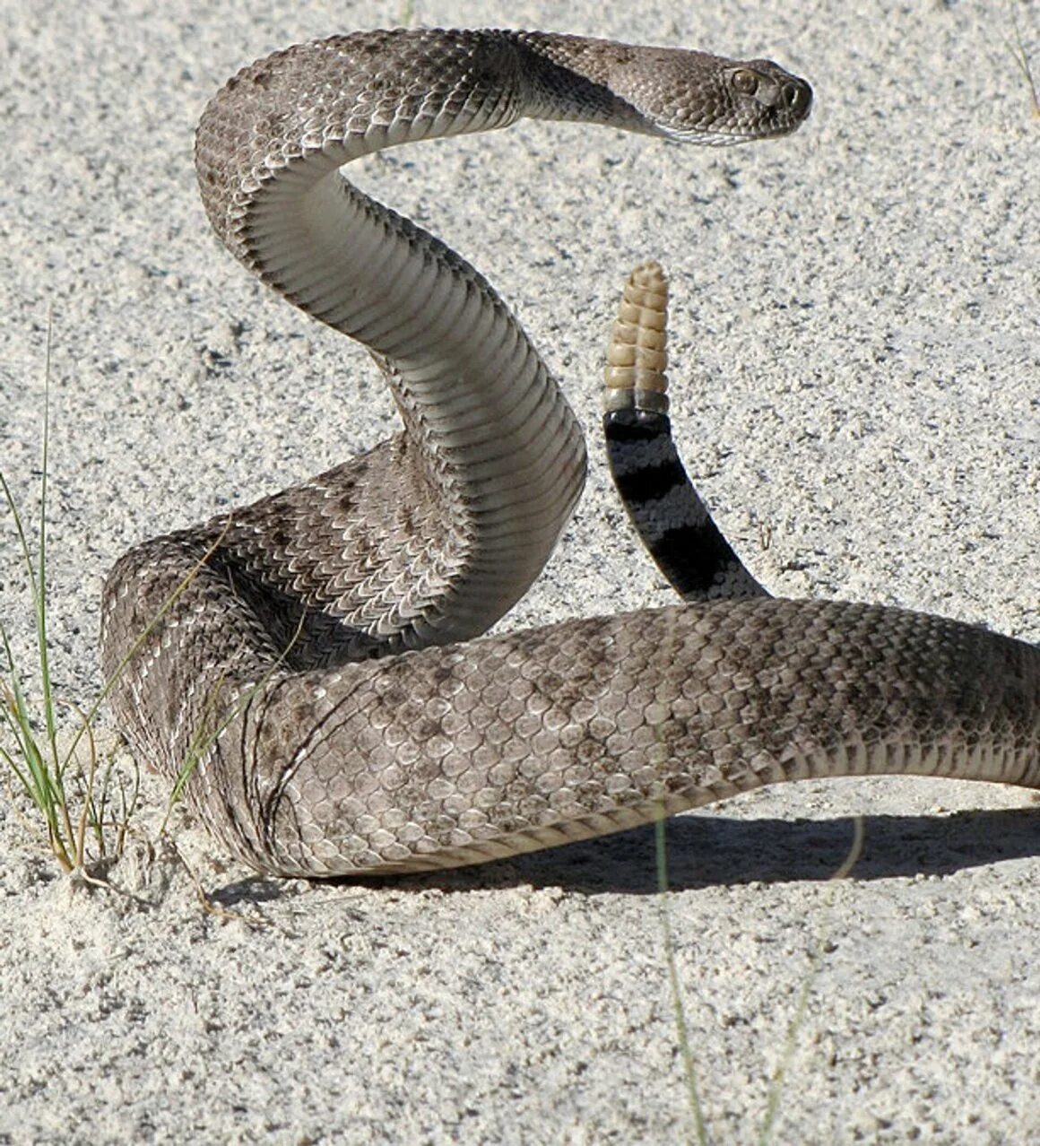 Уж обыкновенный большой. Наталья резник поэтесса. Черная болотная гадюка. Уж обыкновенный ареал обитания. Уж обыкновенный - змея неядовитая.