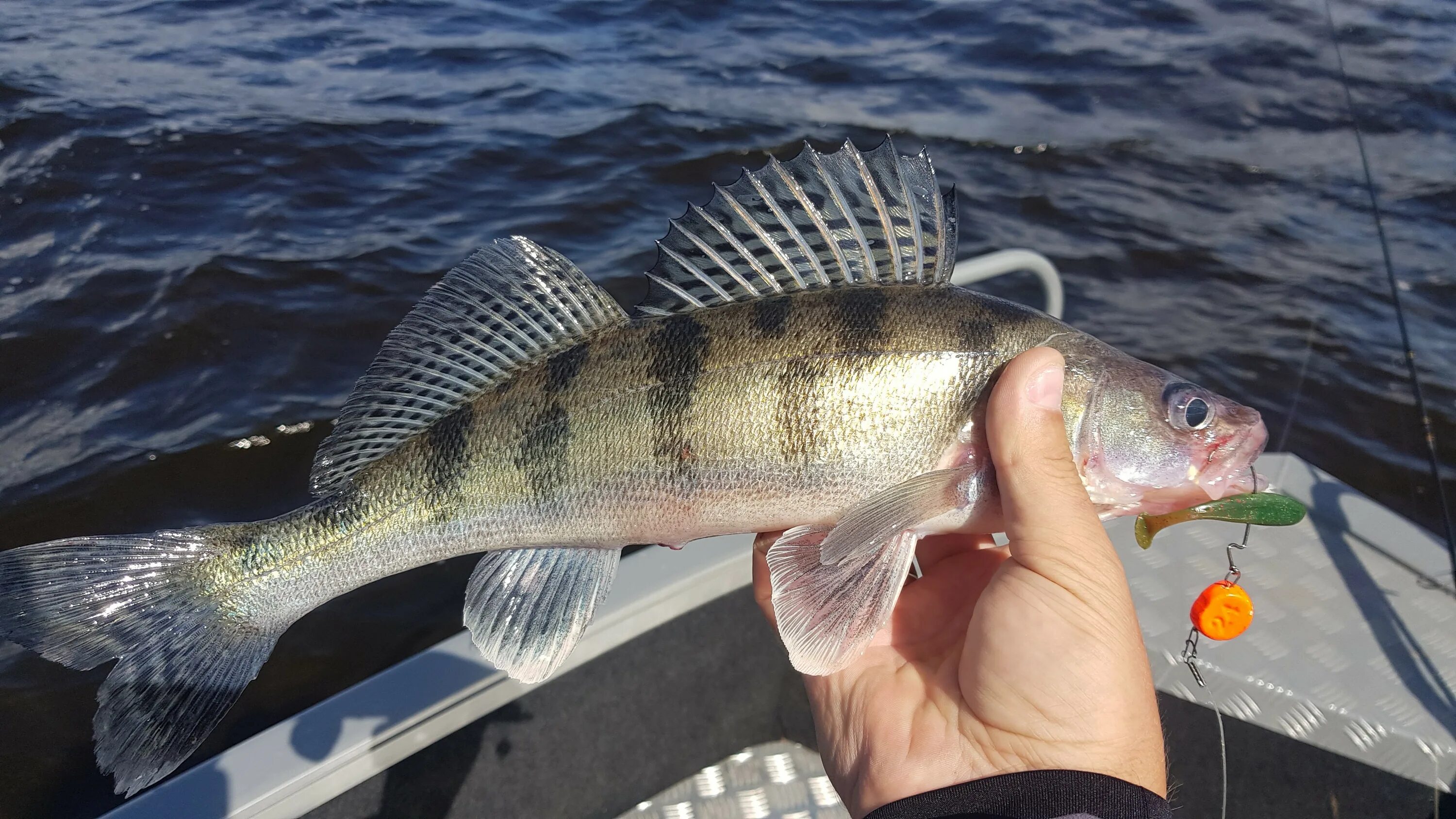 Рыба берш фото. Берш рыба. Берш. Берш рыба. Берш волжский судак.