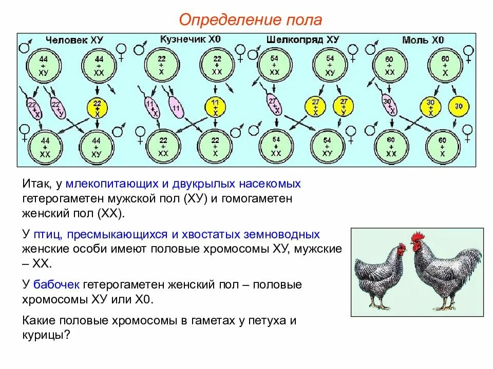 Что определяет пол человека. Определение пола у птиц. Генетика пола птиц. Гетерогаметный пол у птиц. У птиц мужской пол гетерогаметен.