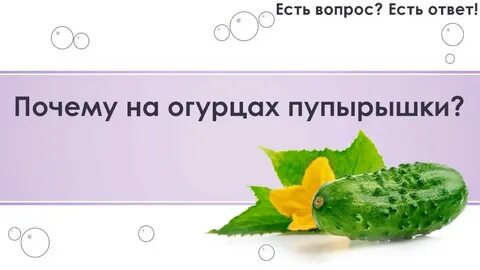 Пупырышки огурцов