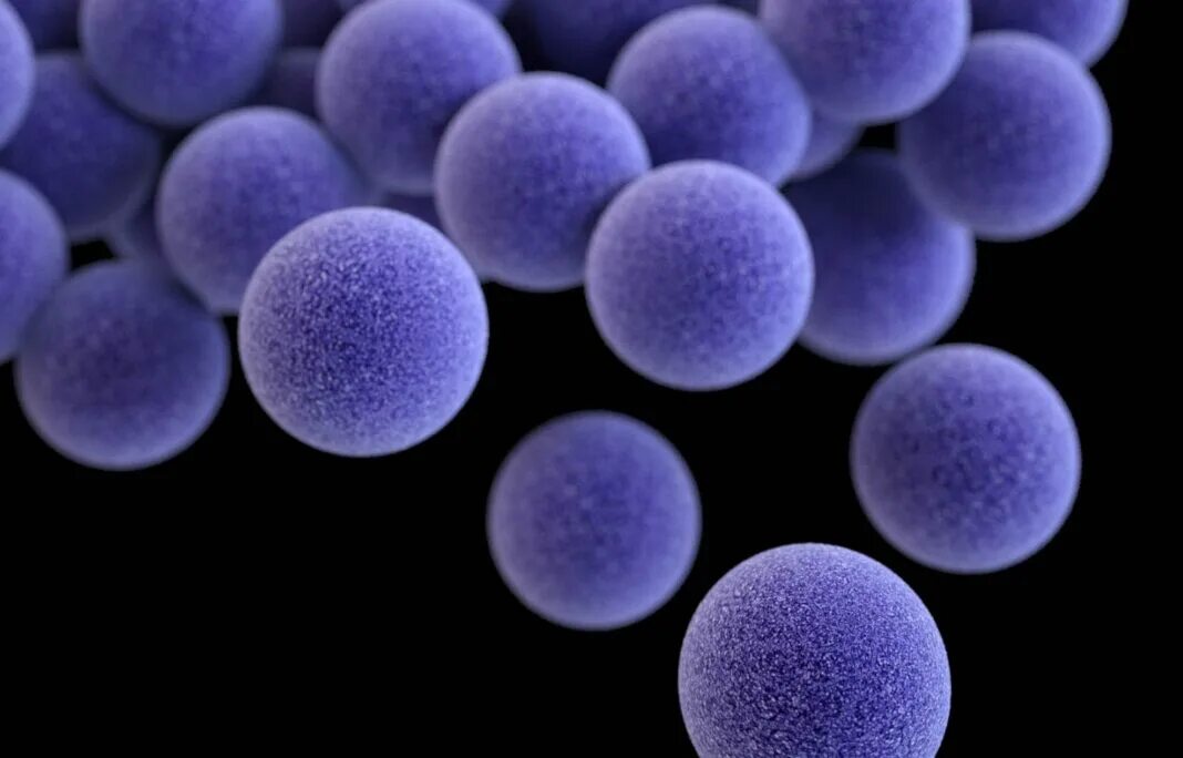 2 staphylococcus aureus