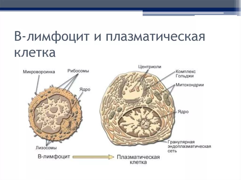 Т и б клетки. Лимфоцит строение клетки. B лимфоциты строение. B лимфоциты и плазмоциты. Строение т лимфоцитов гистология.