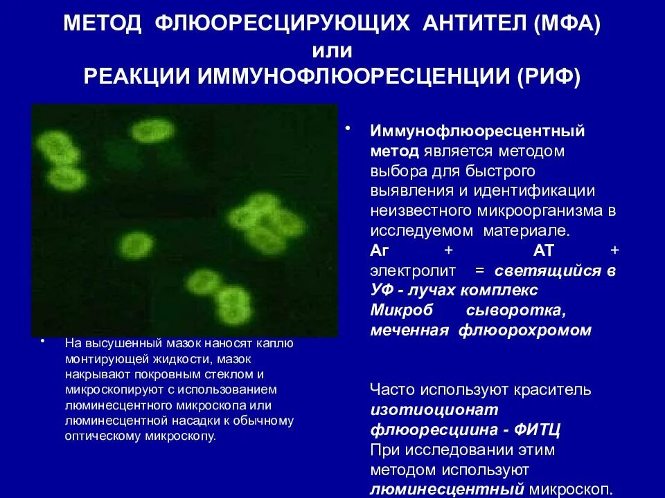 МФА метод флюоресцирующих антител. Реакция иммунофлюоресценции непрямой метод реакции. Реакция иммунофлюоресценции микробиология. Метод флюоресцирующих антител компоненты реакции. Называют обладают флюоресцируют