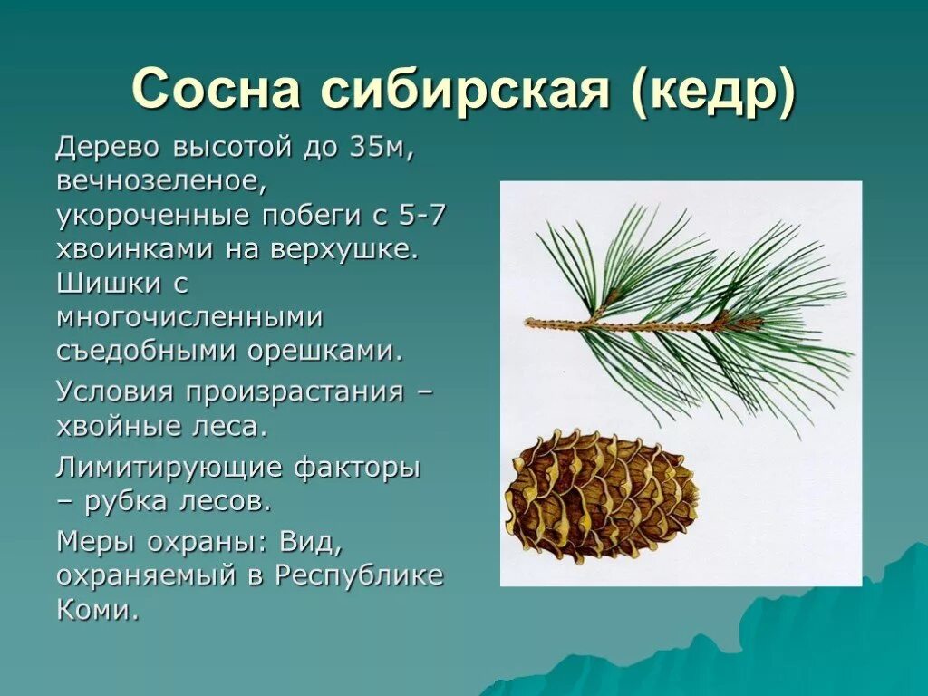 Словосочетание сосновую шишку. Хвоинки дерева сосна Кедровая. Кедр Сибирский хвоинки. Сосна Сибирская хвоинки. Кедровая сосна обыкновенная хвоинки.