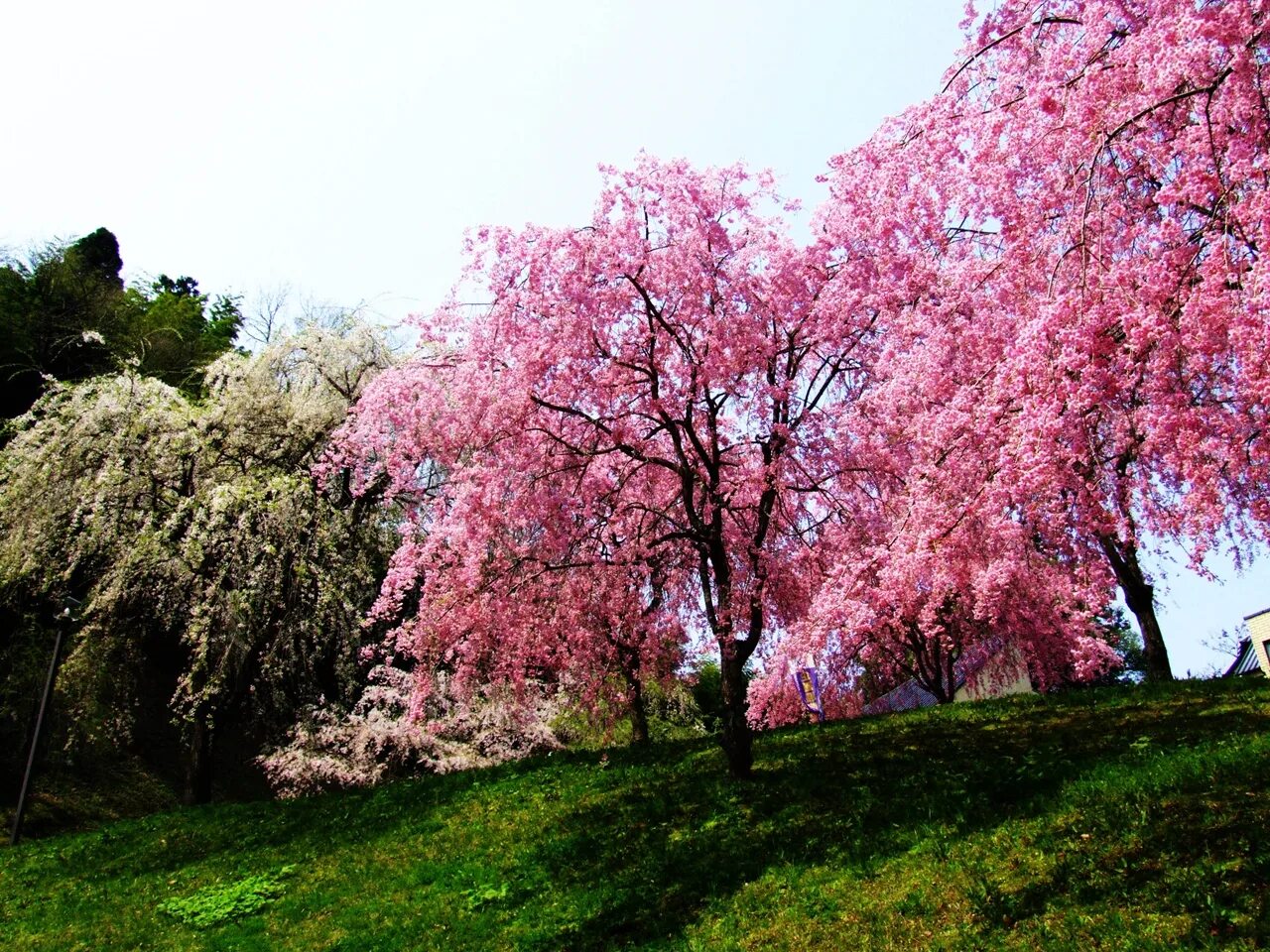 Как цветет сакура фото. Япония дерево Сакура. Нерасцветшая Сакура. Сакура дерево символ Японии. Курильская Сакура.