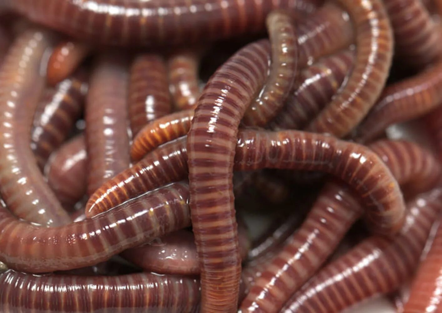 Красный червь (Lumbricus rubellus. Новые черви
