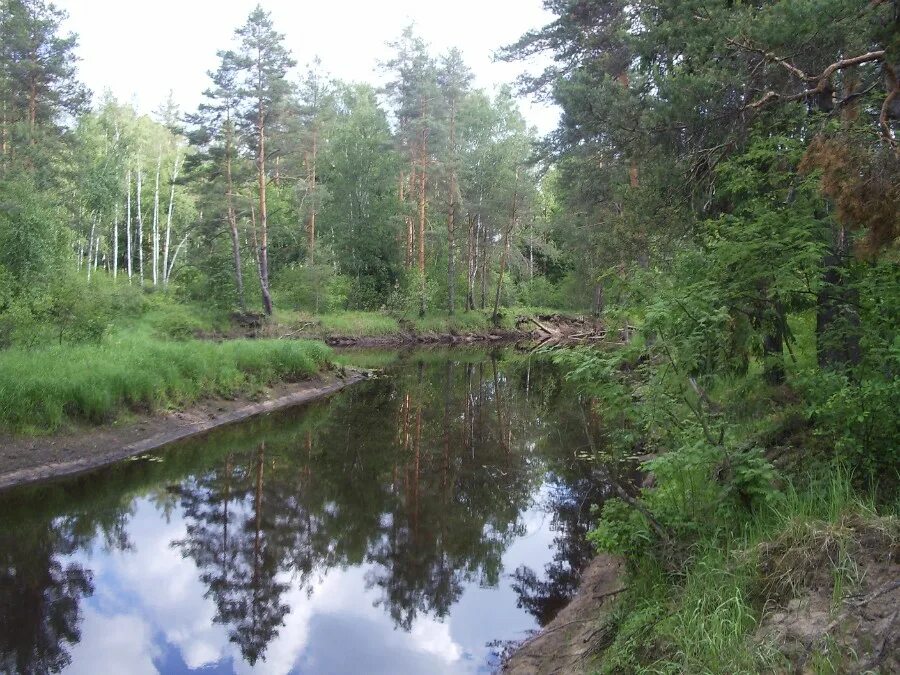 Черноольшанник мещера. Мещера окский заповедник. Национальный парк мещера гусь-хрустальный. Река пра. Мещера 2.