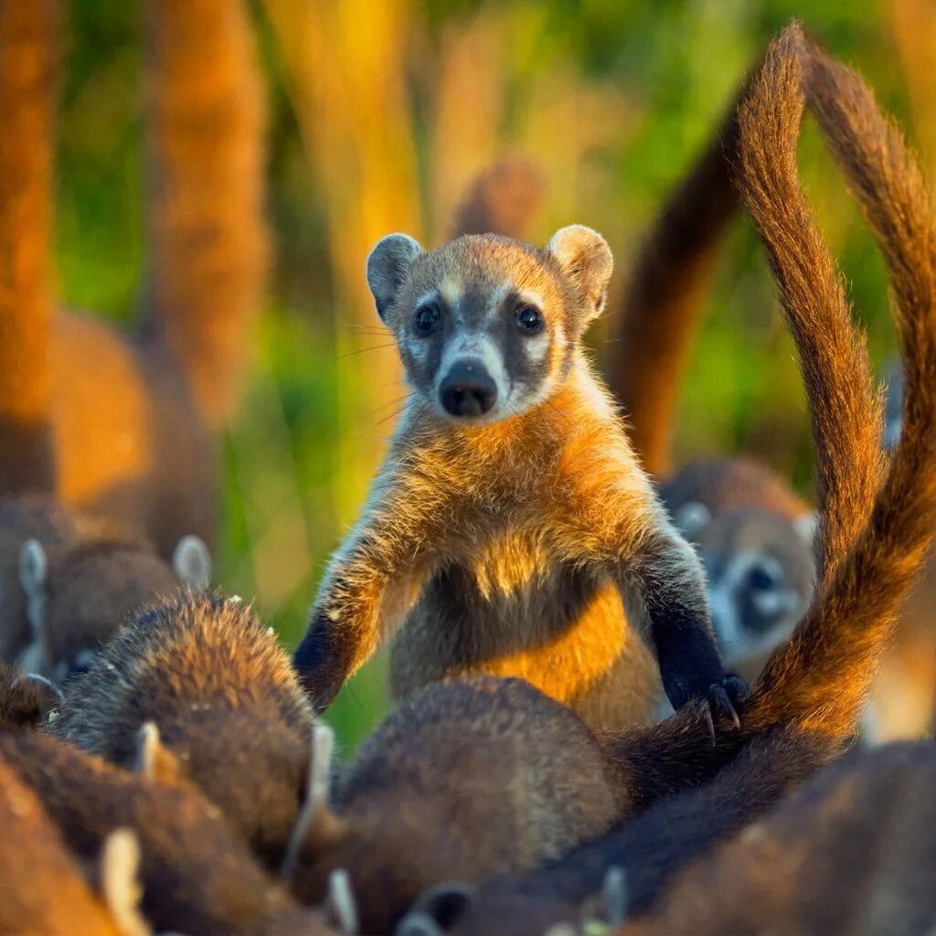 Коати Мексика. Носуха коати. Носухи в Мексике. Коати животное Мексика.