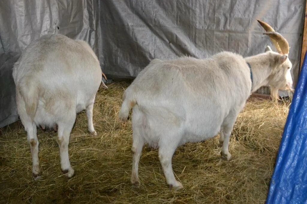 Коза дойная. Суягные козы. Сколько месяцев беременна коза