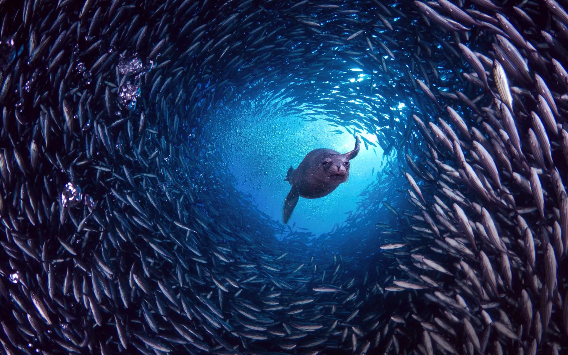 Жизнь морских животных