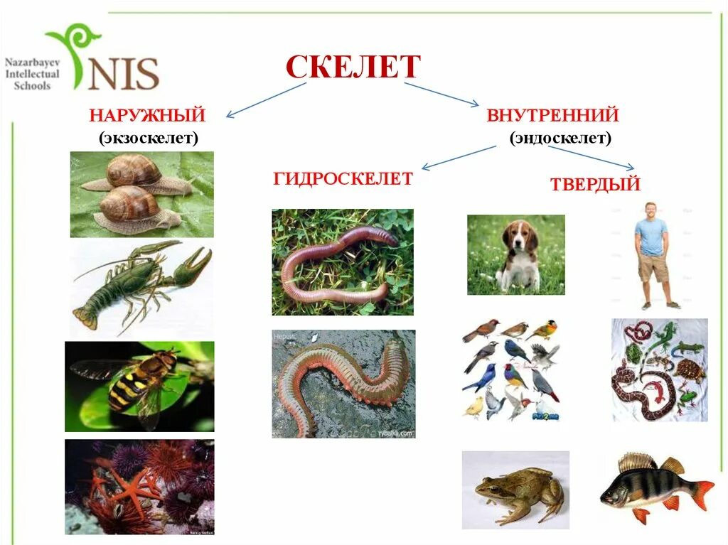 Типы скелетов живых организмов