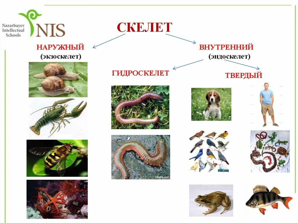 Типы скелетов. Типы скелетов у животных. Наружный Тип скелета. Беспозвоночные животные. Наружный скелет представители