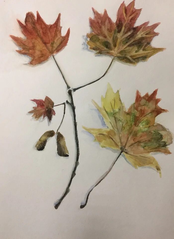 Осенние листья акварель. Осенние листья акварель. Этюд осенних листьев акварель. Живопись катарины кляйн. Этюд осенних листьев.