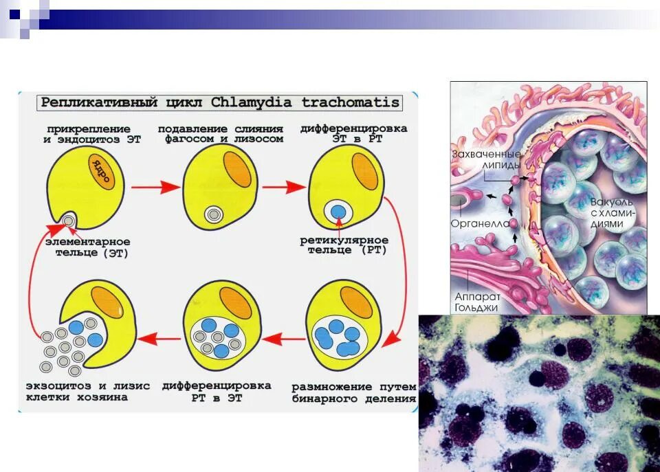 Хламидии класс. Хламидия трахоматис морфология. Хламидия трахоматис жизненный цикл. Элементарные тельца хламидий. Хламидии строение микробиология.
