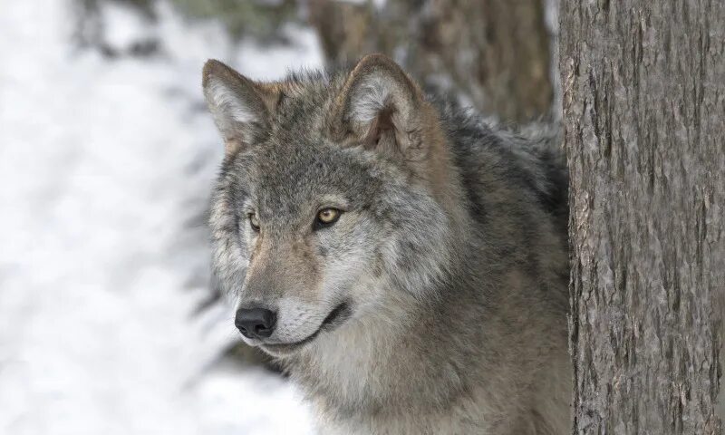 gorgeous Wolf photos, Wolf dog, Timber wolf