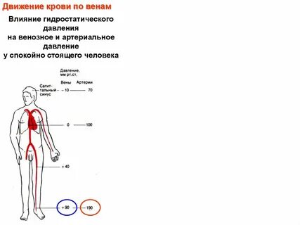 Кровяное давление в венах