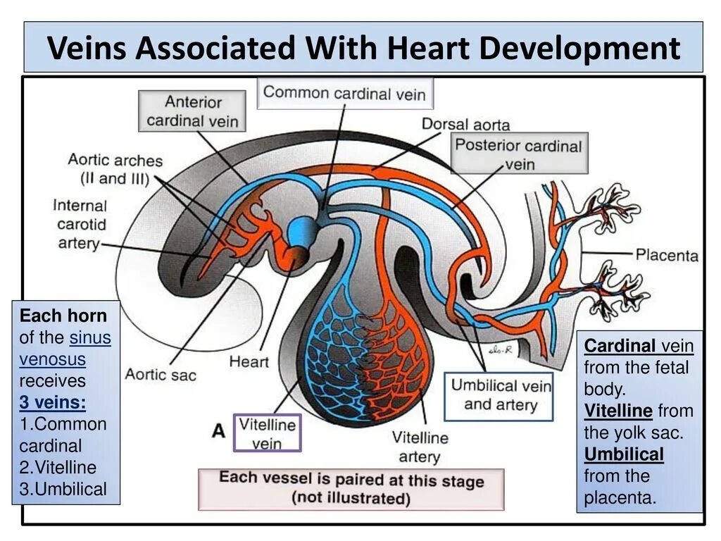 Cold veins. Cold veins. Cold veins. Инвагинационный стриппинг. Сердце foreign 4.