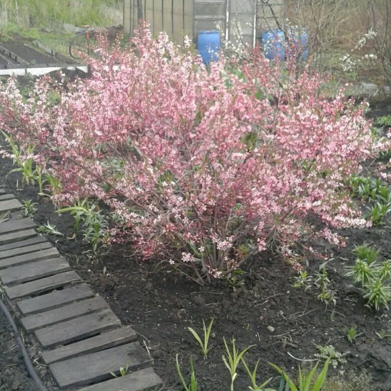 Миндальный саженцы. Миндаль розенмунд. Миндаль антик. Миндаль делон. Миндаль липецкий.