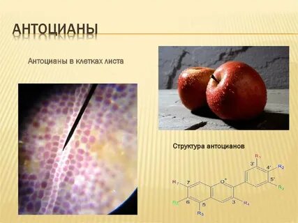 Синтез антоцианов