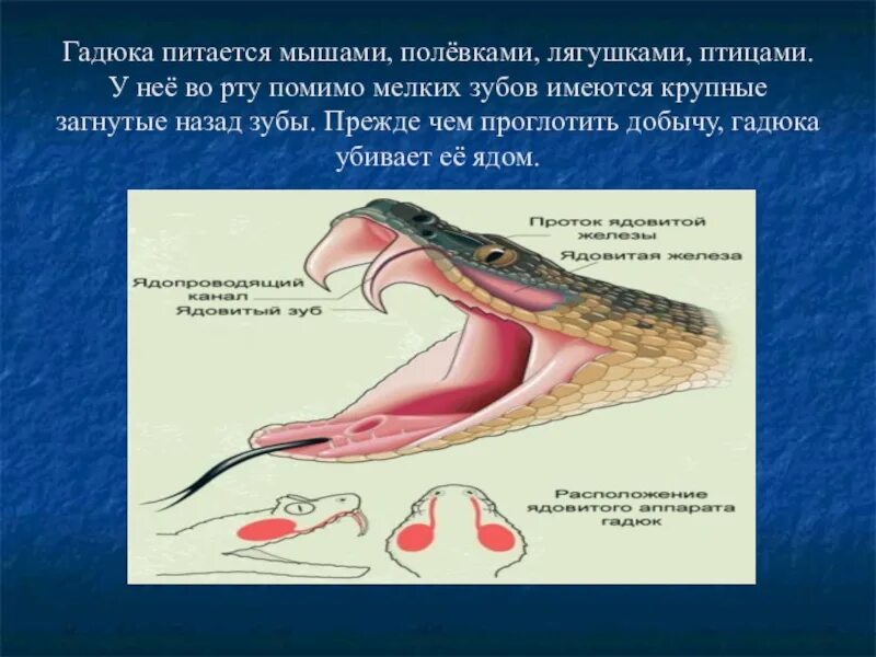 Гадюка сообщение 3 класс. Зубы пресмыкающихся. Значение пресмыкающихся. Рот пресмыкающихся.