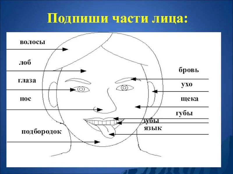 Тема лоб. Части лица названия. Части лица человека. Названия частей лица человека схема. Название частей тела на лице.