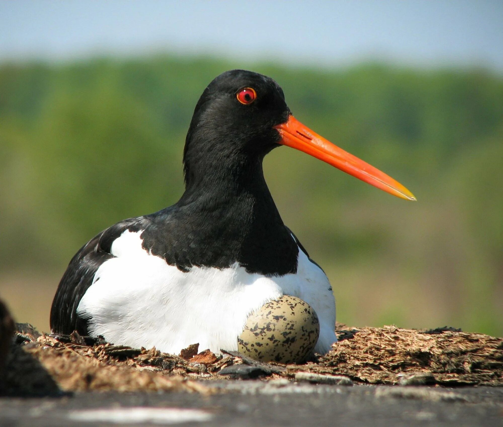 Обыкновенный кулик-сорока. Кулик птица с красным клювом. Белая птица с длинным красным клювом. Кулик сорока птица. Кулик с красным клювом.