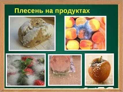 Едят плесень