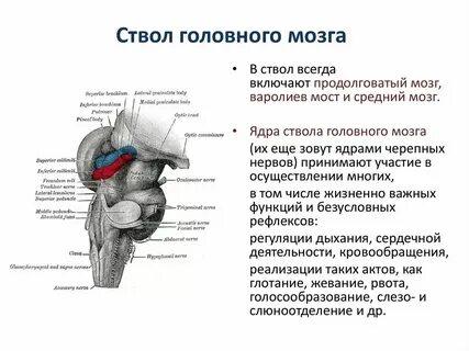 Срединно стволовые структуры