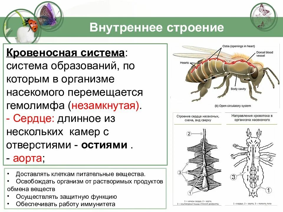 Какие системы у насекомых