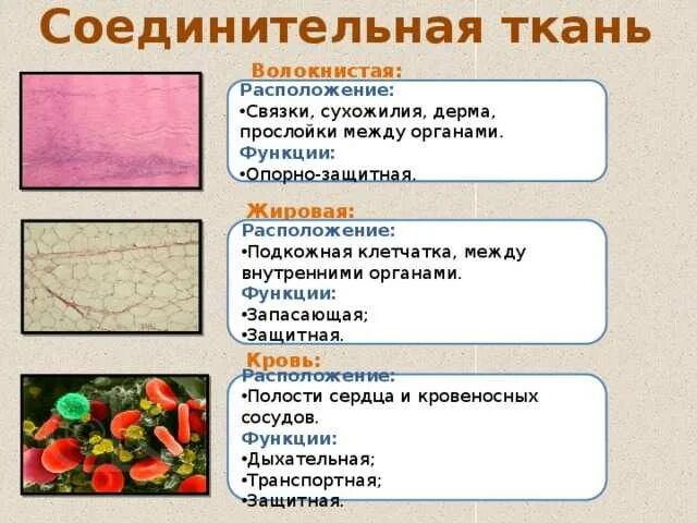 Выбери функции соединительной ткани. Выбери функции соединительной ткани