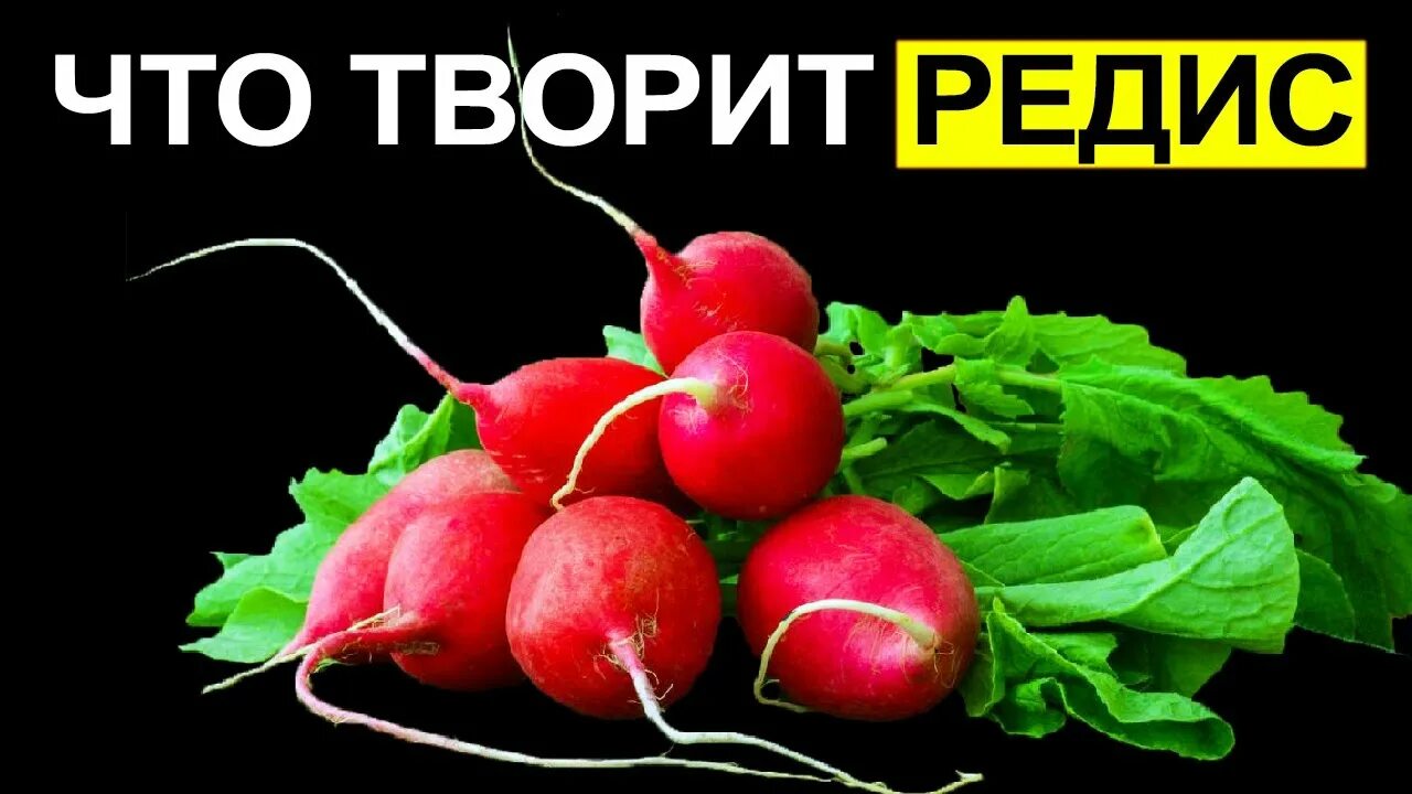 Редиска польза. Редис польза. Редис польза и вред. Редис польза и вред для организма. Редиска польза и вред для здоровья