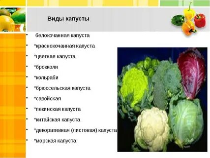 Можно морским свинкам капусту белокочанную