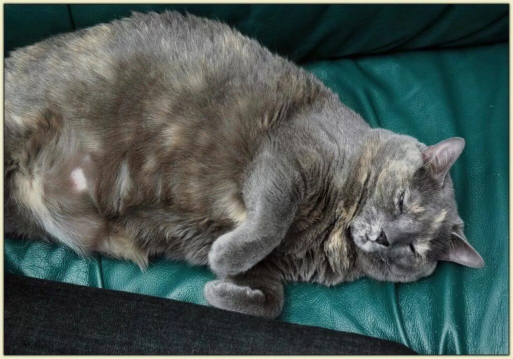 У кошки увеличены