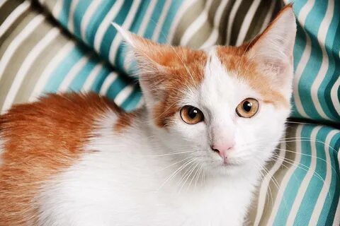 Фото рыже белого кота