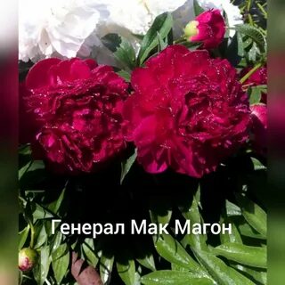 Мак магон