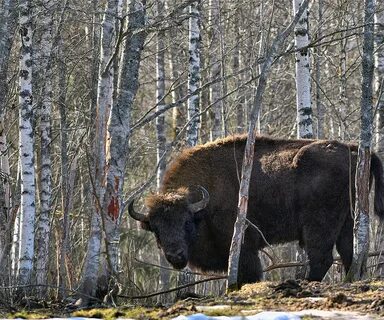 Смоленские животные