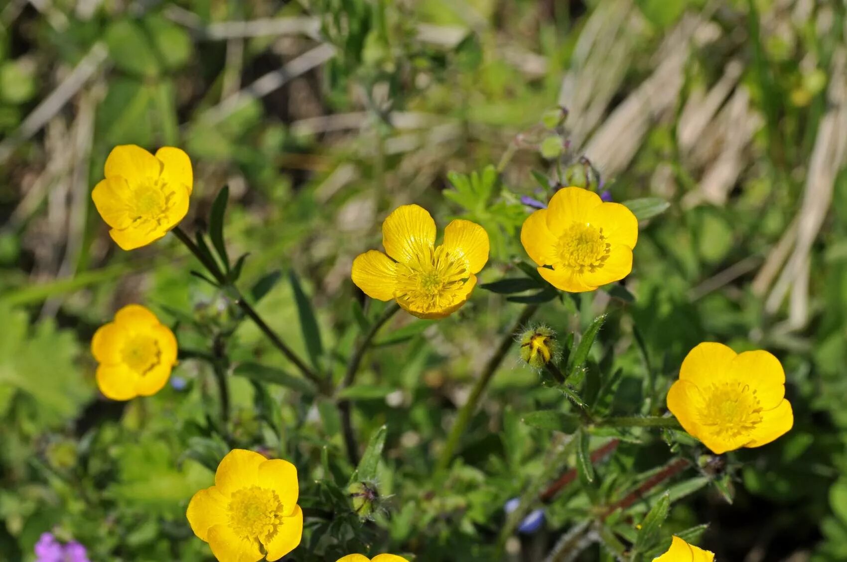 Лютик едкий. Лютик остроплодный. Лютик едкий Луговой. Ranunculus Acris Лютик едкий.