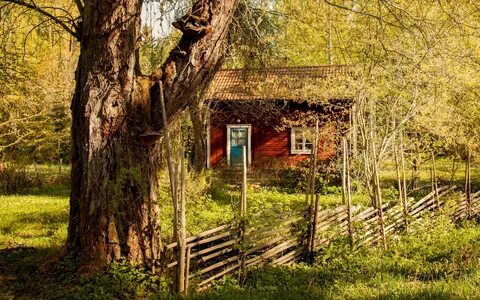 Фото села лесного